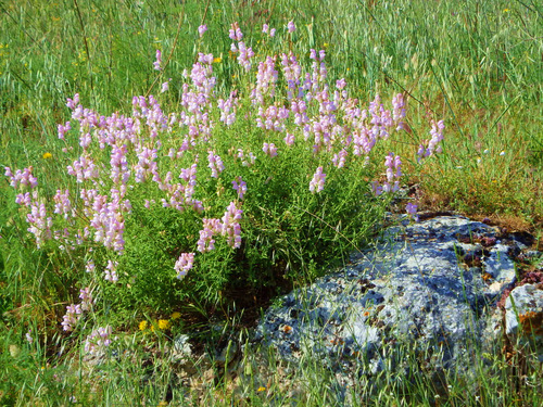 Wild Flowers.